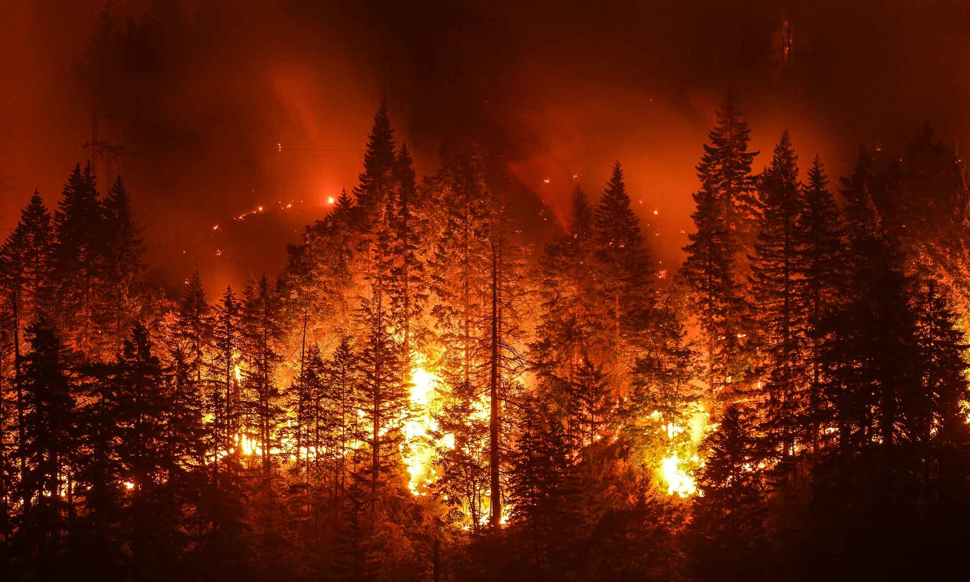 Bosbranden – de waarheid gaat in vlammen op